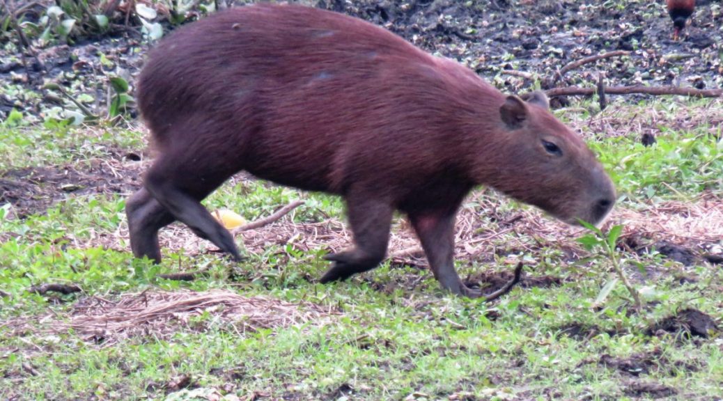 Capybara declared 'vermin' in T&T, Local News